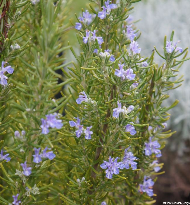 Evergreen Herbs To Edge Flower Bordersplewsgardendesign