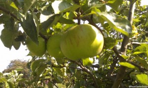 bramley apples