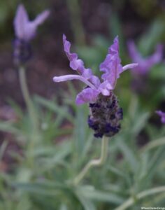 lavender stoechas