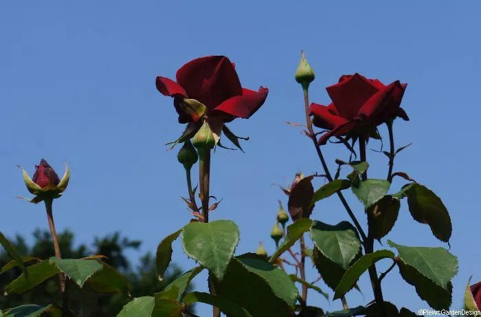 21 Favourite Garden Plants for a Special Birthday