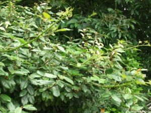 brambles growing in shrubs