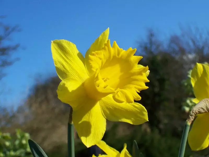 Welsh Daffodil trumpet narcissus