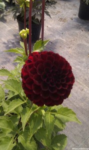 Plews garden design - plant nursery - dahlia pompom purple