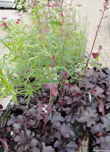 Plews garden design heuchera, penstemon