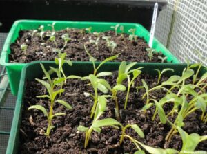beetroot seedlings, greenhouse, seed tray