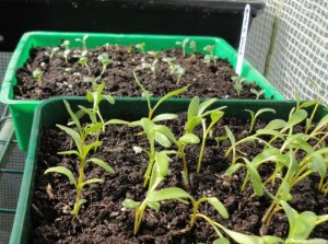 beetroot seedlings, greenhouse, seed tray