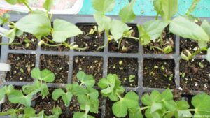 pea and runner bean seedlings, edible garden, propagation, seed tray modules