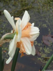Narcissus 'replete' daffodil