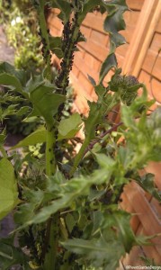 blackfly - aphids, garden pests