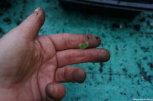 how to handle seedlings when pricking out, gardening lessons, grow your own