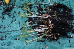 pricked out group of seedlings, seed leaves, pricking out, gardening lessons, grow your own