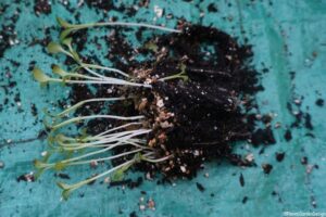 pricked out group of seedlngs, showing roots, pricking out, gardening lessons, grow your own