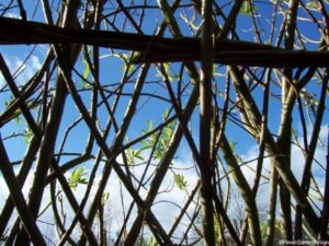 willow arbour in spring, living garden structure