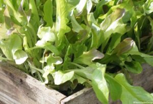 cut and come again lettuce in wooden seed tray, edible gardens, edible garden, salads
