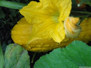 yellow crookneck squash and yellow flower, edible gardens, squash, edible garden