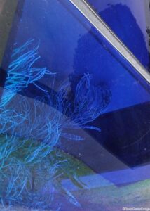 Hampton Court Flower Show - conceptual gardens - blue coral