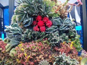 conceptual gardens - coral reef, Hampton Court Flower Show 2012