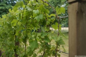 grapevine, bacchus garden, hampton court flower show 2014