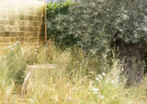 greed, conceptual garden, hampton court flower show 2014