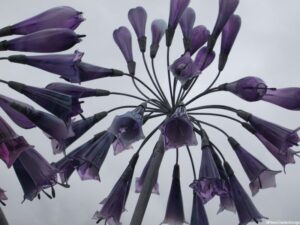 purple glass lights, Hampton Court Flower Show 2012