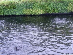 purple water,, show garden, Hampton Court Flower Show 2012