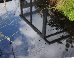 refelections, lust, conceptual garden, hampton court flower show 2014