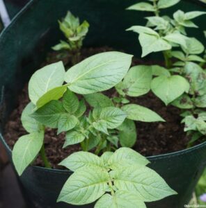 potatoes, potato grow sack, grow your own vegetables