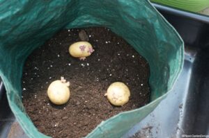 seed potatoes, potato growing bag, grow your own vegetables