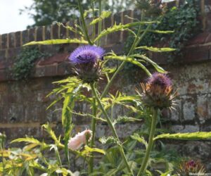 cardoon, ightham mote, cynara cardunculus, marie shallcross