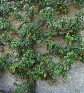 espalier pear, ightham mote