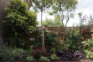 planting design, shrubs, garden fence, front garden, bromley