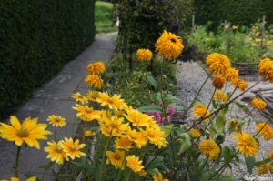 rudbekia, ightham mote, marie shallcross