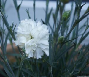 white dianthus, perennial,scented, edible flowers