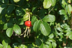 rose hip