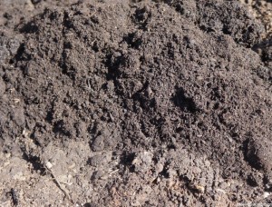 soil, soil improver, compost, flower border