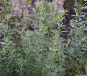 Hyssop, garden shrub, evergreen herb