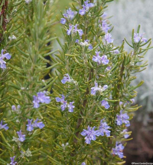 ginger rosemary flowers aromatic culinary herb