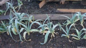 leeks, winter vegetable garden, planks laid to prevent soil compaction