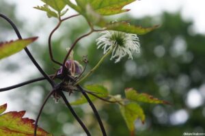 clematis viticella, seed head, patchwork gardens, york quilt museum