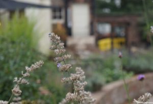 seed heads, patchwork gardens, york patchwork museum