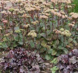 sedum specatbile, purple heuchera, patchwork gardens, york patchwork museum