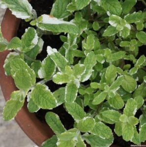 pineapple mint, mentha suaveolens, culinary herb, aromatic foliage, variegated foliage