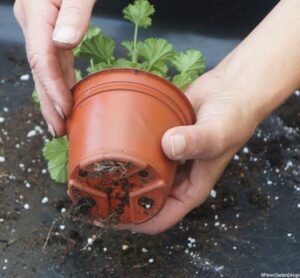 roots, pelargonium cuttings, plant propagation