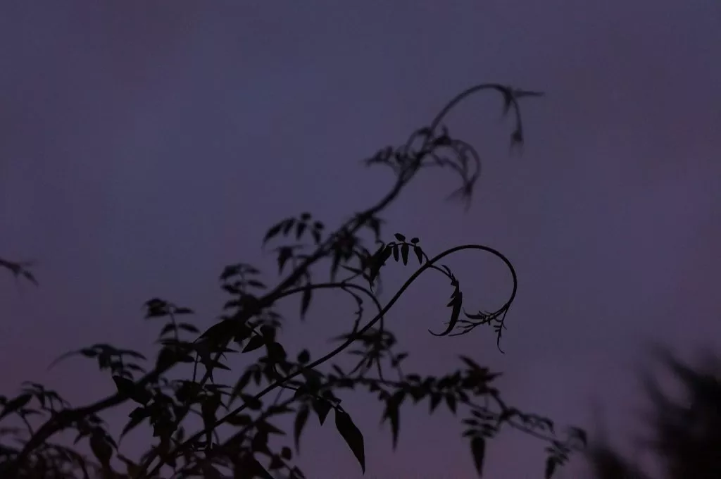 jasmine at sunrise, climber