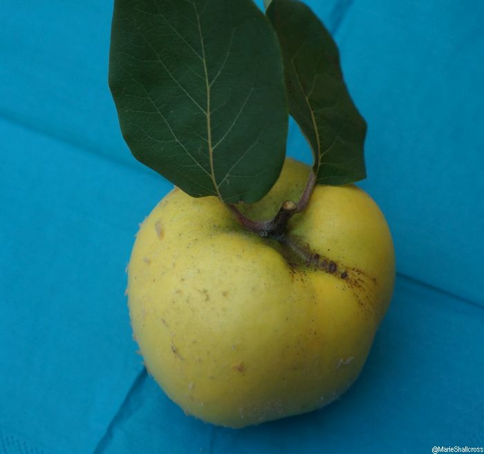 quince fruit with leaves, turquoise cloth, Cydonia oblongata