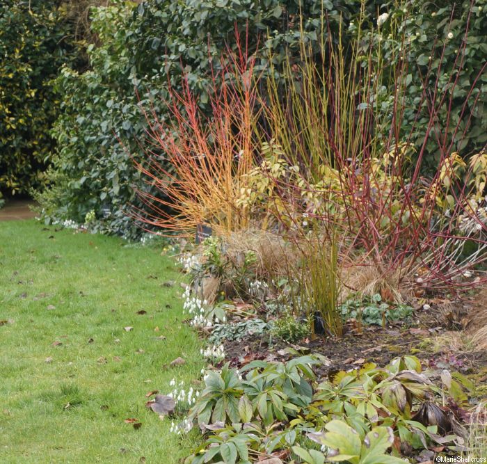snowdrops edging winter border, Chartwell, with cornus, dogwood, hellebores, Sarcococca
