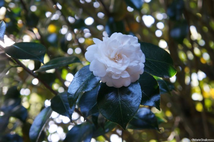 double white camellia bush