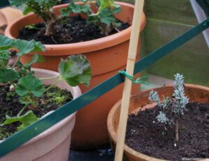 over wintered cuttings in greenhouse