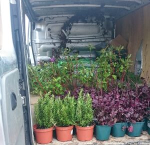 plews garden landscaping and plews garden design loading plants for st christophers hospice memory garden, at provender trade nursery, rosemary, heuchera