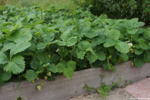 strawberry bed on an allotment, raised beds, grow your own, fruit